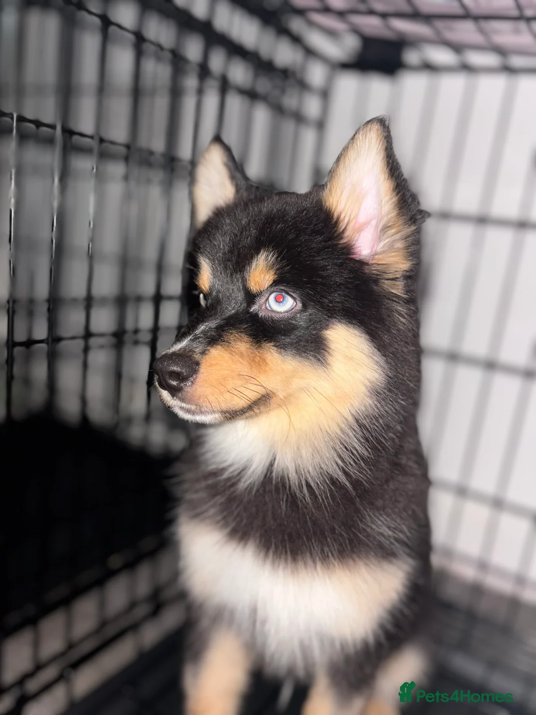 Pomsky dogs for sale: Skye and Sahara  - Advert 35
