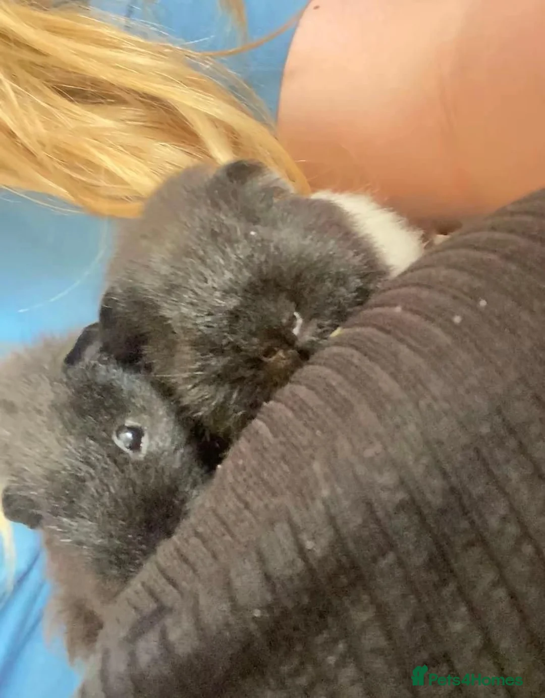 Guinea Pig rodents for sale: 2 male guinea pigs for sale - Advert 3