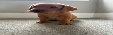 Labrador Retriever 2