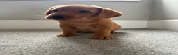Labrador Retriever dogs for sale: Kc registered health tested Labrador puppy’s  - Advert 9