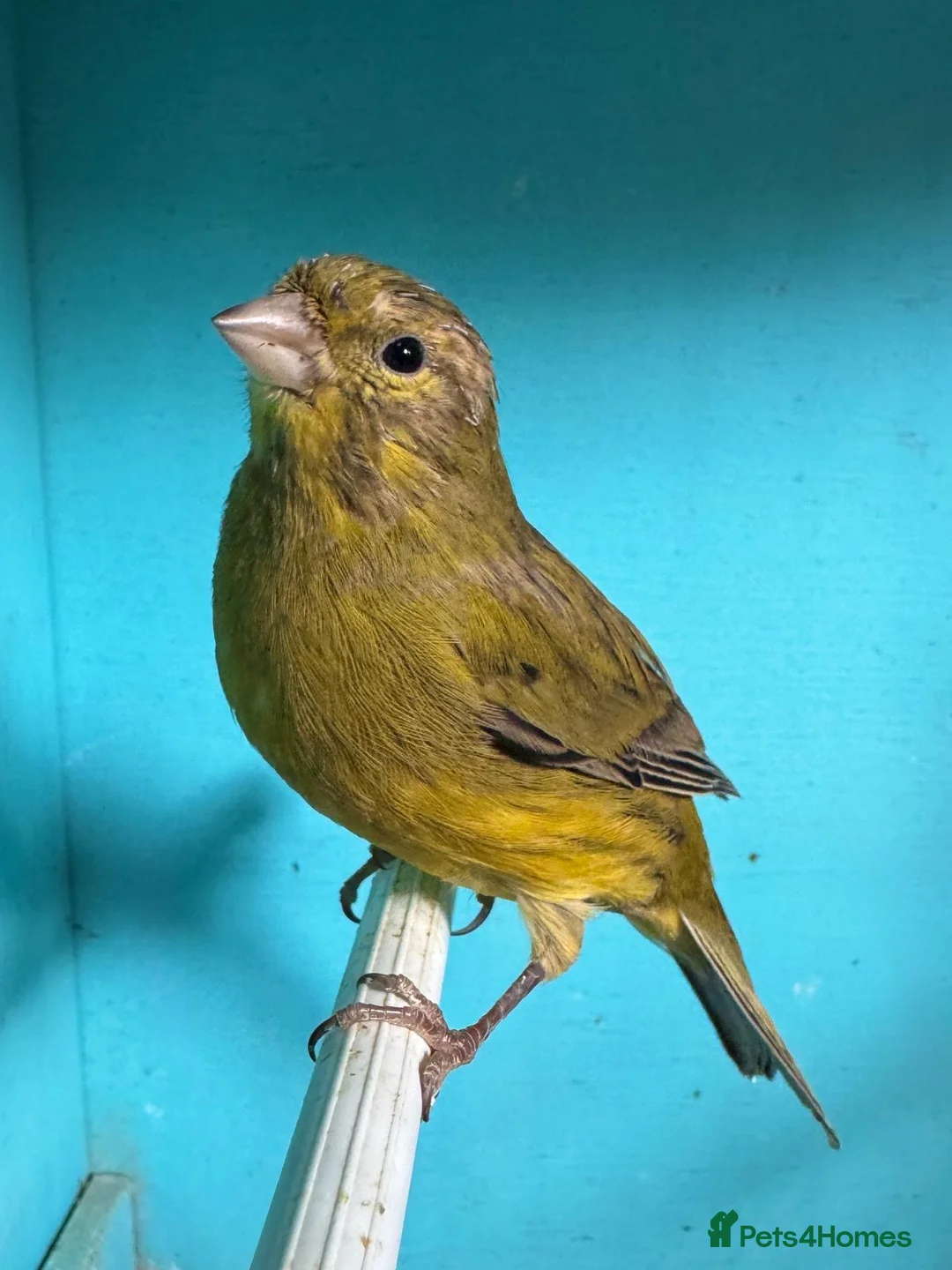 Canaries birds for sale: Young canaries  - Advert 6