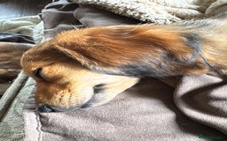 Miniature Dachshund dogs for sale:  REDUCED ready to go Kc reg red LH min dachshunds  - Image 1