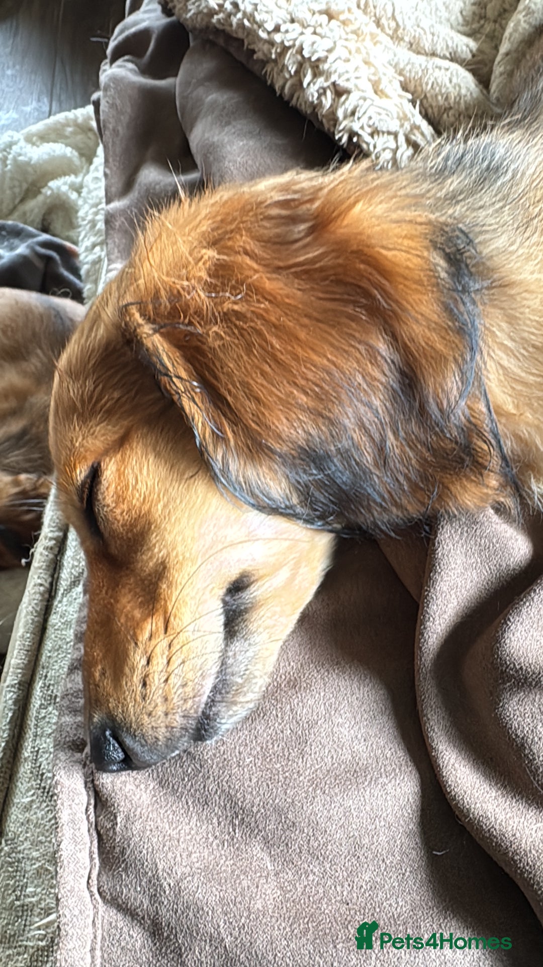 Miniature Dachshund dogs for sale:  REDUCED ready to go Kc reg red LH min dachshunds  - Image 1