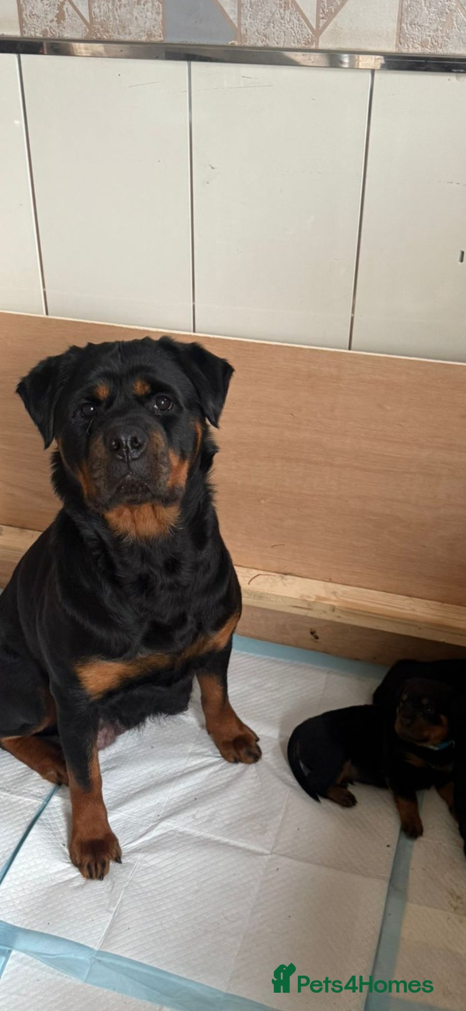 Rottweiler dogs Pedigree Rottweiler puppies - Advert 2