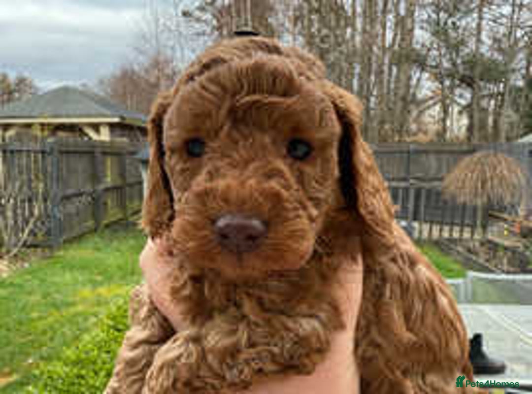Cockapoo dogs for sale: F2B Cockapoos due 23rd Dec - Advert 3