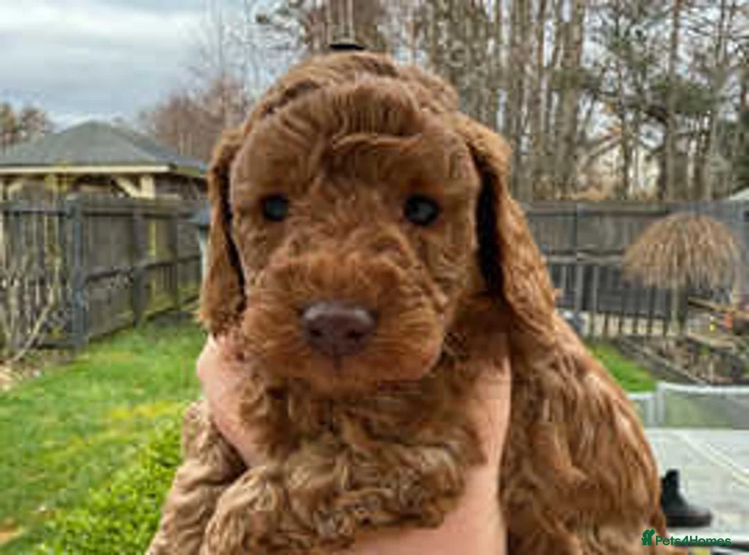 Cockapoo dogs for sale: F2b ready to go home 14th Feb  - Advert 3