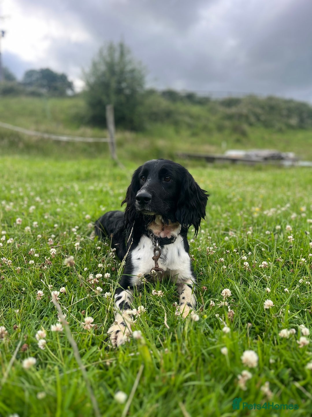 English Springer Spaniel dogs for stud: KC Registered Working Springer Spaniel For Stud - Advert 2