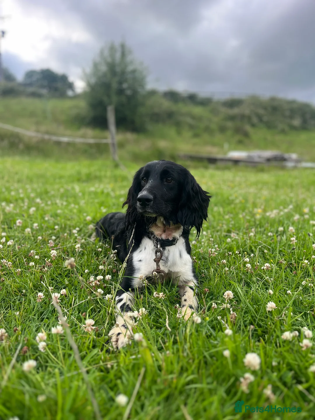 English Springer Spaniel dogs for stud: KC Registered Working Springer Spaniel For Stud - Advert 2