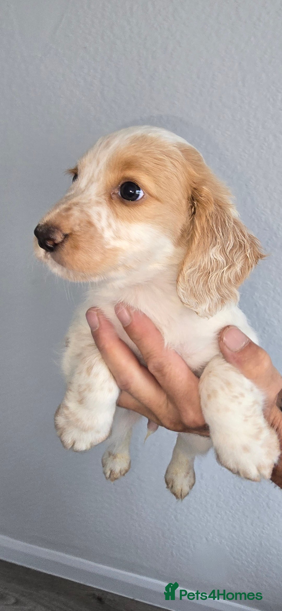 Cocker Spaniel dogs for sale: Working cocker spaniel puppies  - Image 1