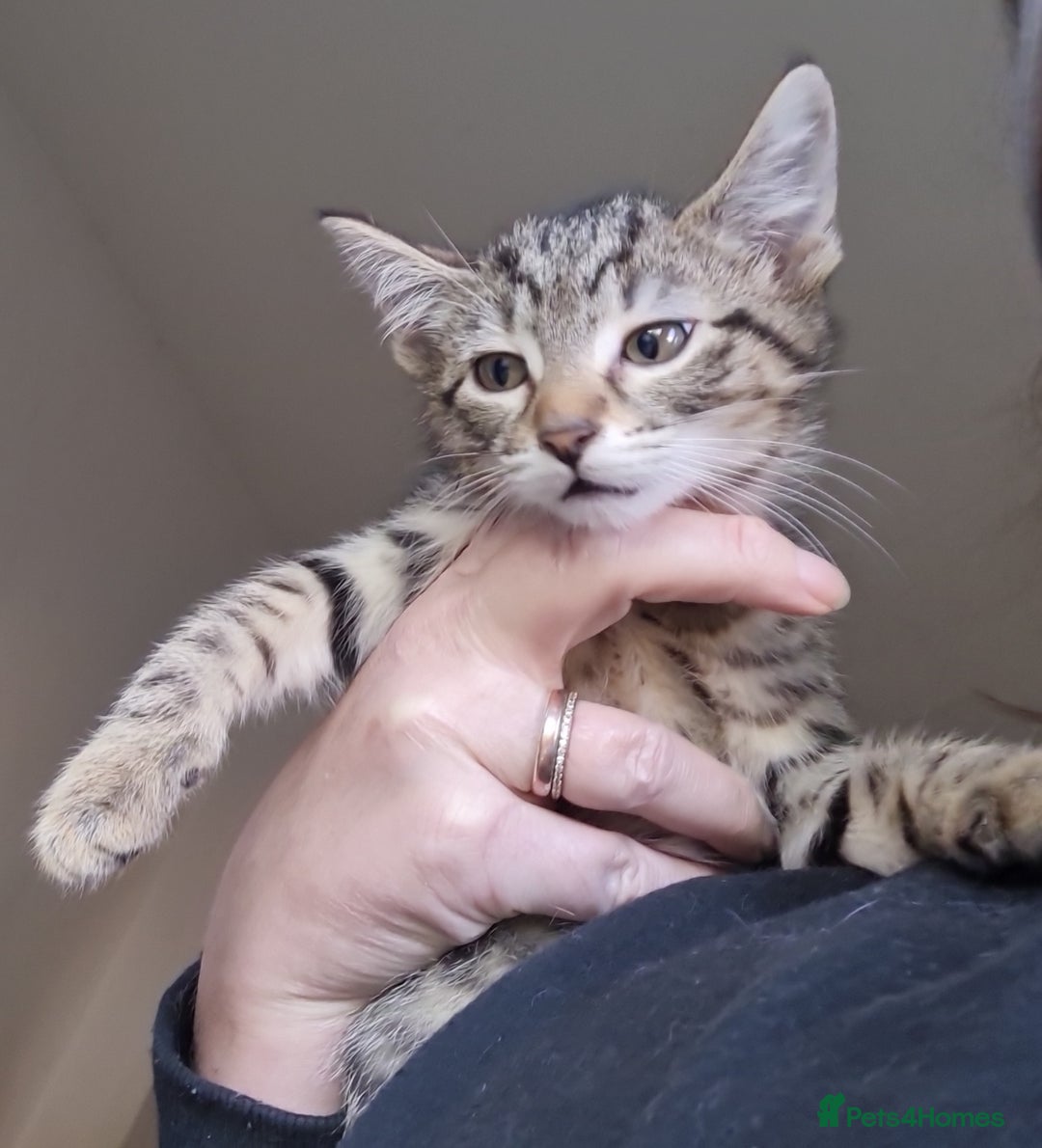 Mixed Breed cats for sale: Mixed breed kittens for sale! - Image 12