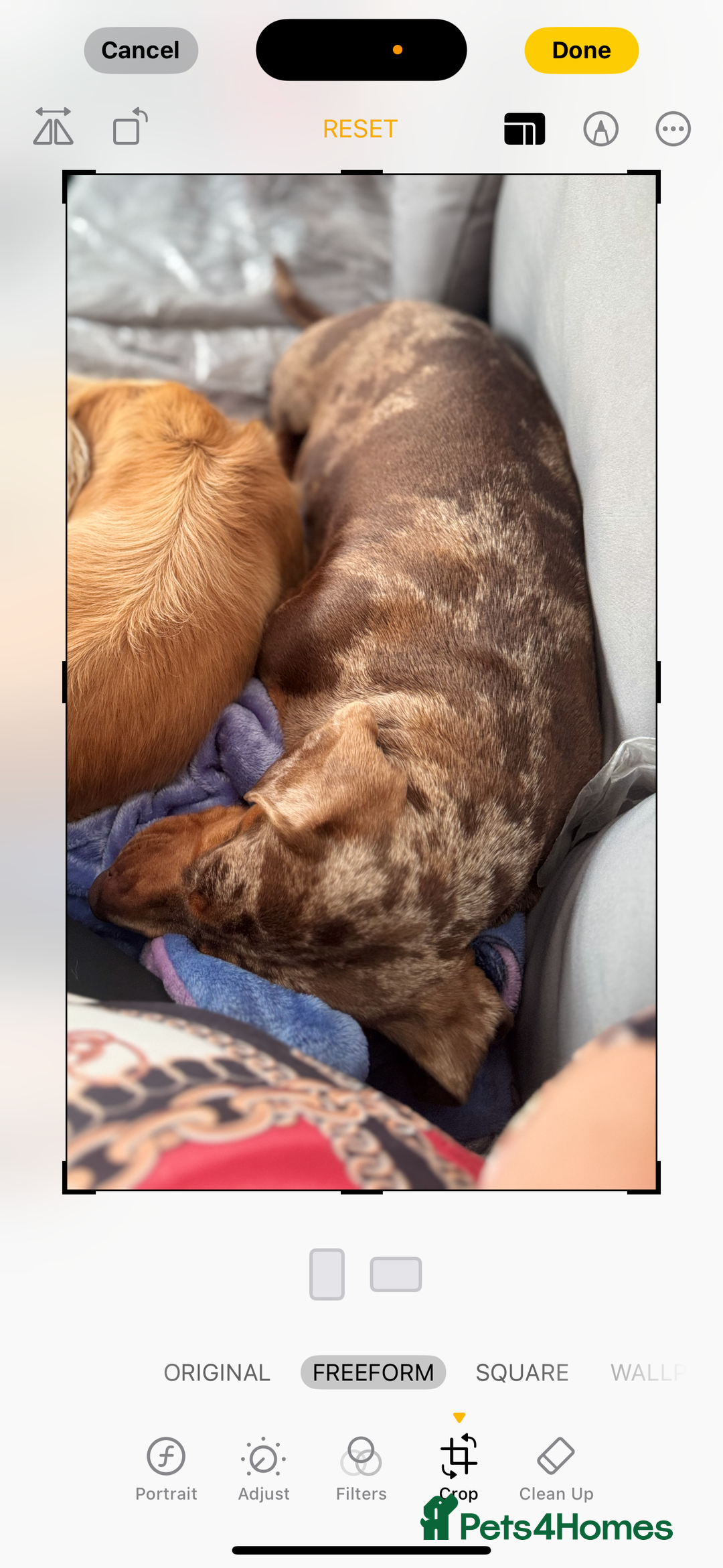 Miniature Dachshund dogs for sale: Female Chocolate tan dapple  - Image 2