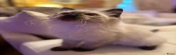 Ragdoll cats for sale: Adorable purebred Ragdolls  - Advert 30