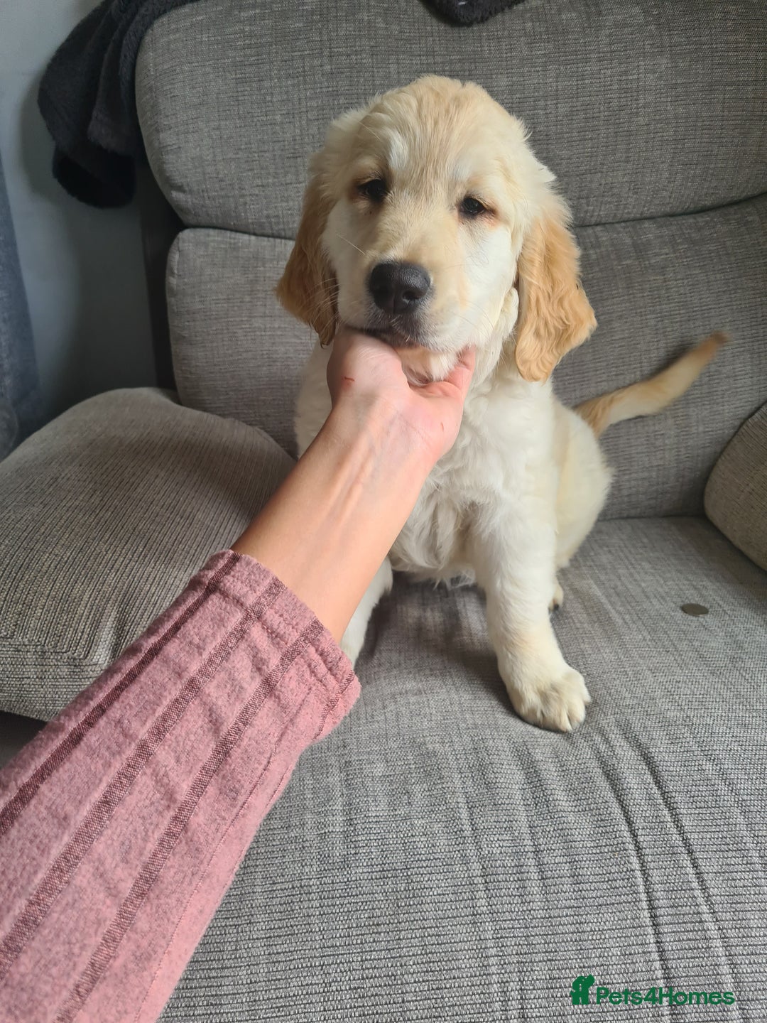 Golden Retriever dogs for sale: Golden retriever puppy - Image 7