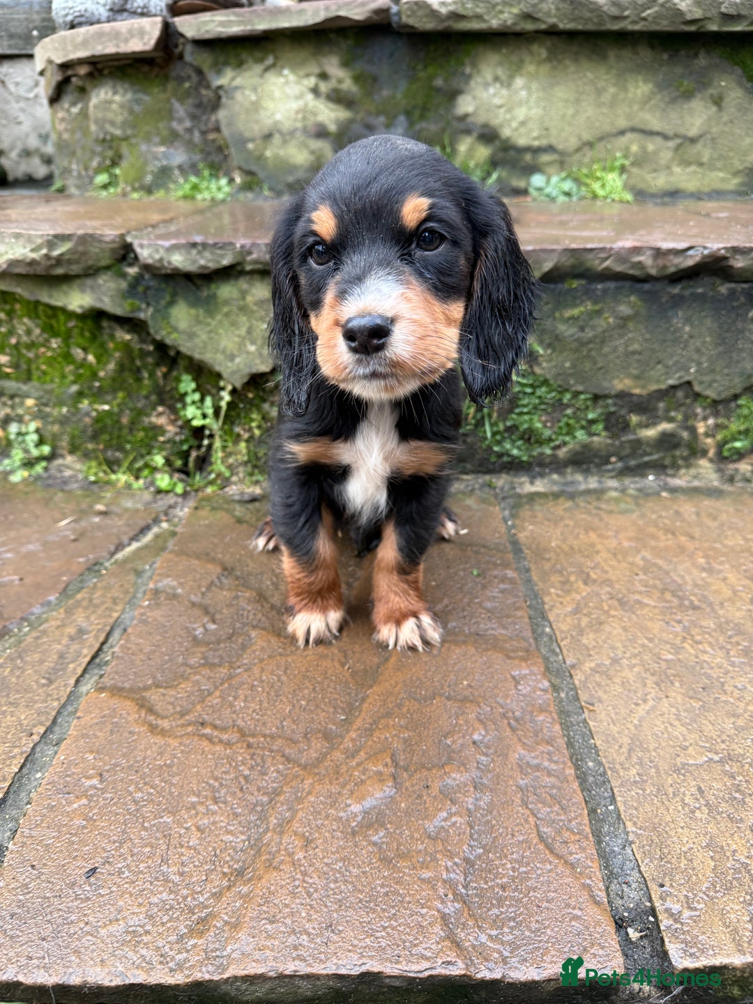 Cocker Spaniel dogs for sale: Ready to leave now! Cocker spaniel puppies  - Advert 6