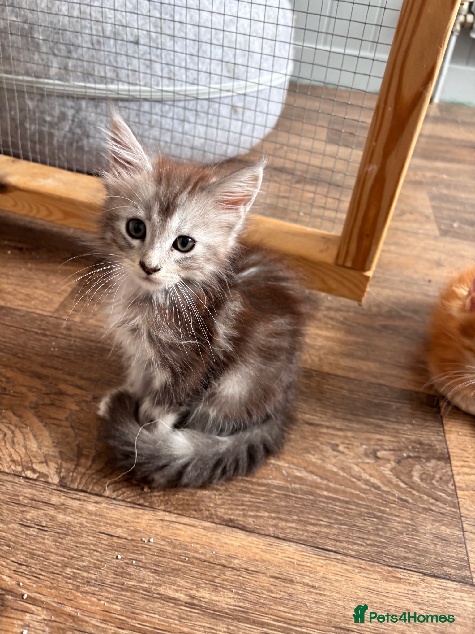 Maine Coon cats Majestic fluffballs FOR SALE - Advert 1