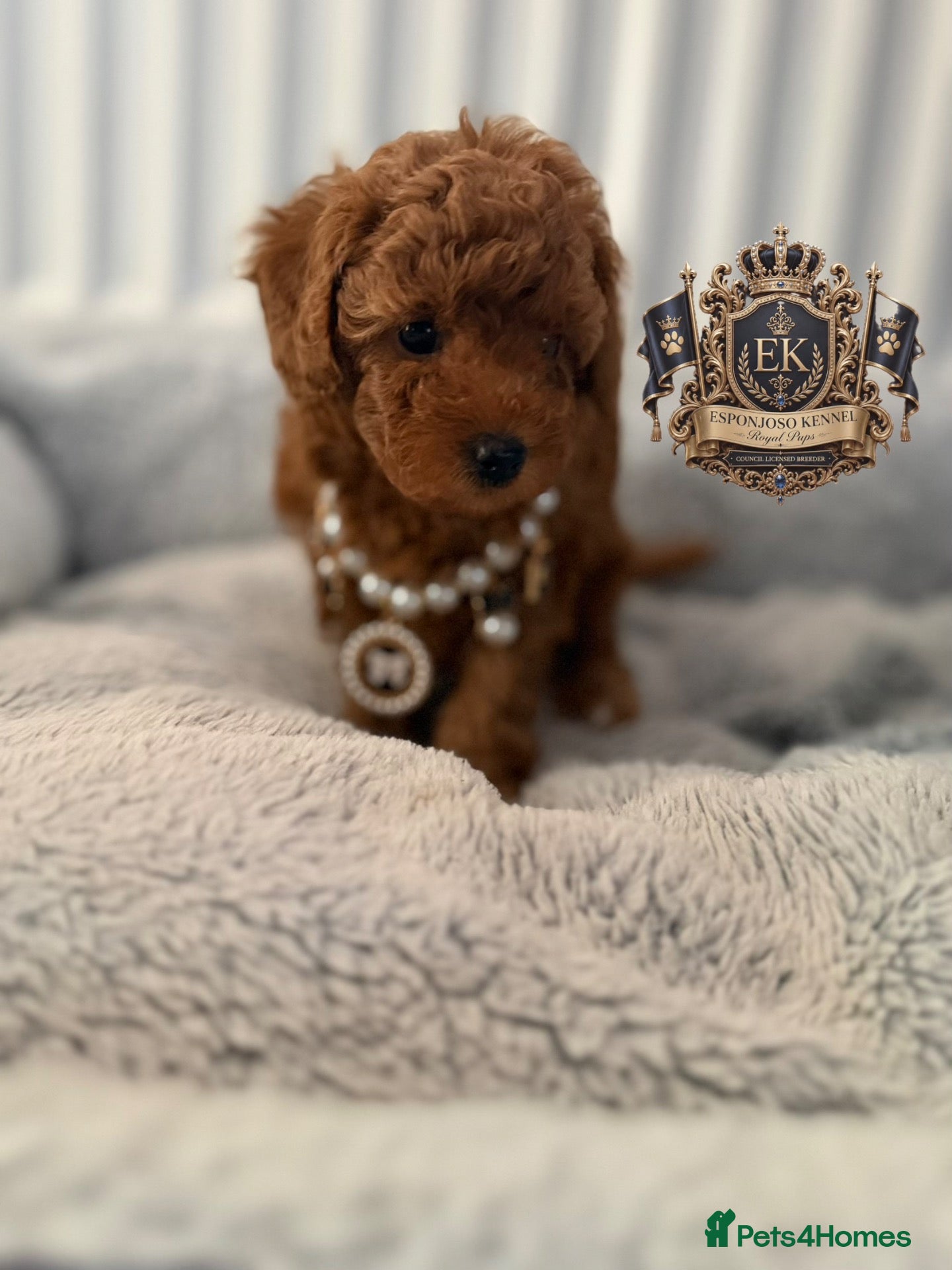 Toy Poodle dogs 5⭐️licensed ESPONJOSO tiny Half Asian Toy Poodle👑 - Advert 16