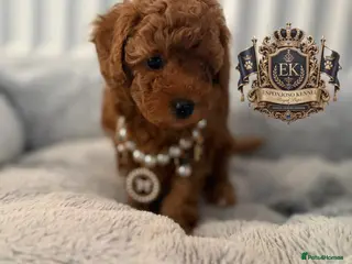 Toy Poodle dogs 5⭐️licensed ESPONJOSO tiny Half Asian Toy Poodle👑 - Advert 16