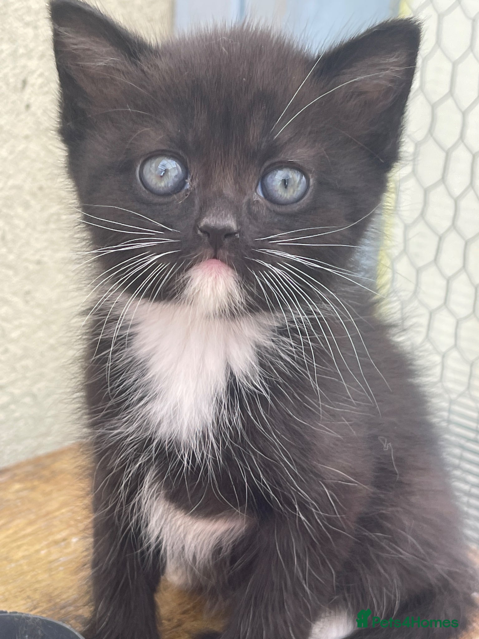 Mixed Breed cats Mixed british shorthair kitten - Advert 1