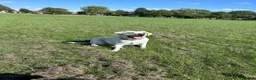 Labrador Retriever dogs for sale: Beautiful Pure Labrador with dna tests - Advert 1