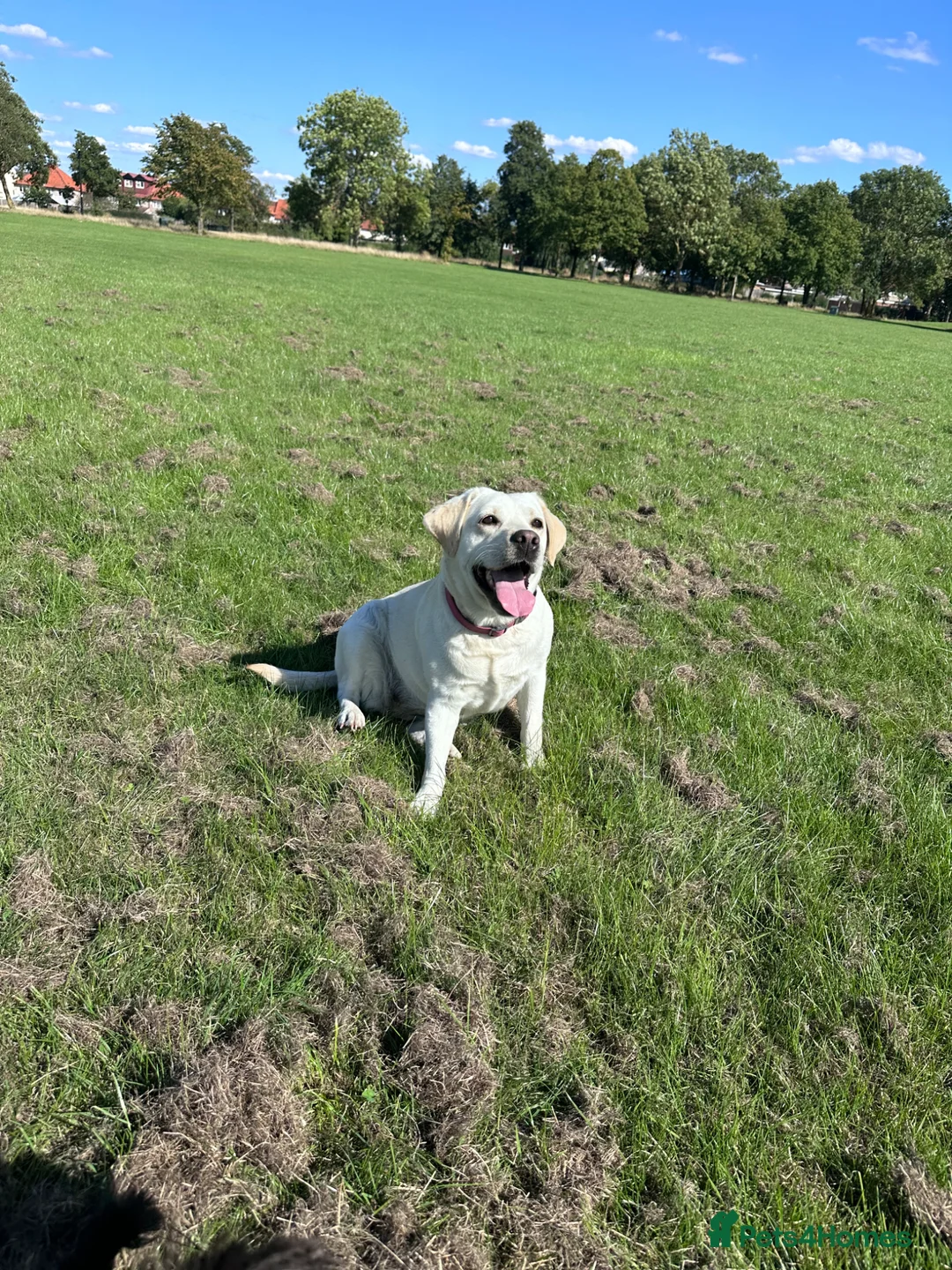 Labrador Retriever dogs for sale: Beautiful Pure Labrador with dna tests - Advert 1