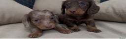 Miniature Dachshund dogs for stud: ✨HECTOR✨ MINI LONG HAIRED✨ CHOCOLATE DAPPLE ✨ - Advert 9