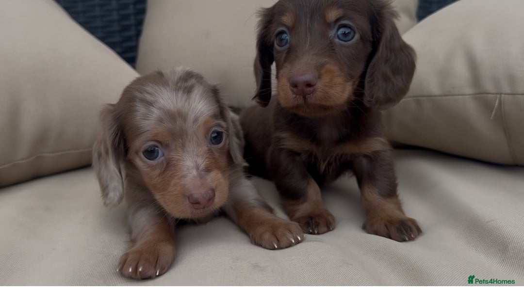 Miniature Dachshund dogs for stud: ✨HECTOR✨ MINI LONG HAIRED✨ CHOCOLATE DAPPLE ✨ - Advert 9
