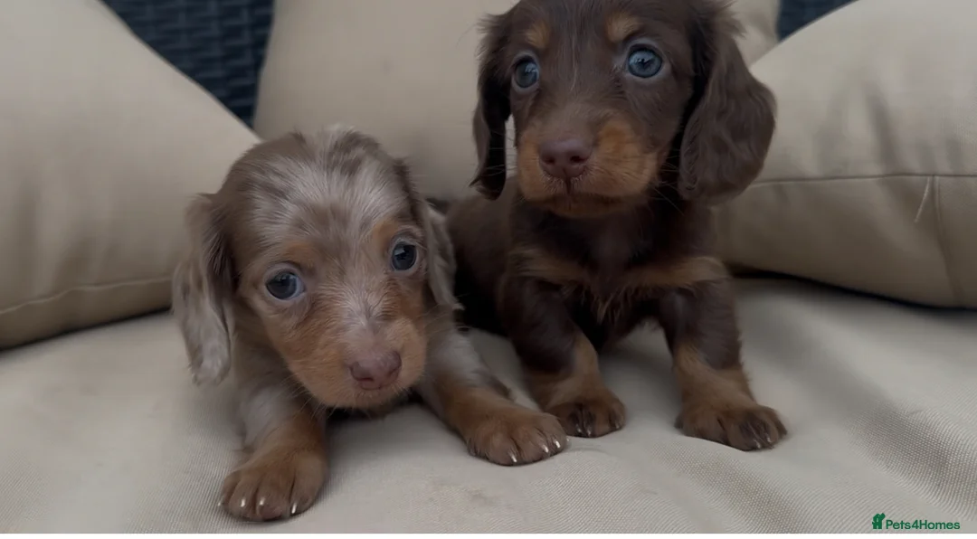 Miniature Dachshund dogs for stud: ✨HECTOR✨ MINI LONG HAIRED✨ CHOCOLATE DAPPLE ✨ - Advert 9