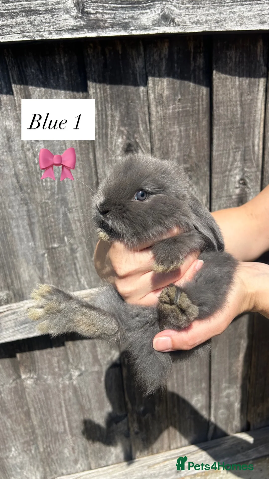 French Lop rabbits for sale: French lop bunnies  - Advert 2