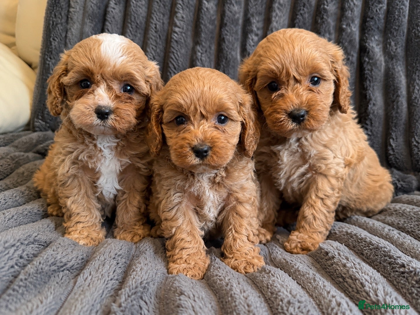 Cavapoo dogs for sale: Beautiful F1 Toy Cavapoo Puppies  - Advert 1