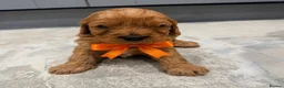 Cavapoo dogs for sale: Beautiful F1 Cavapoo's 🧬 Health Tested Parents - Advert 4