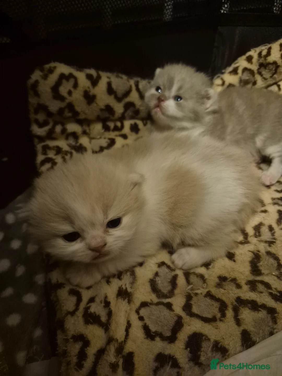 British Shorthair cats for sale: British shorthair kittens - Advert 6