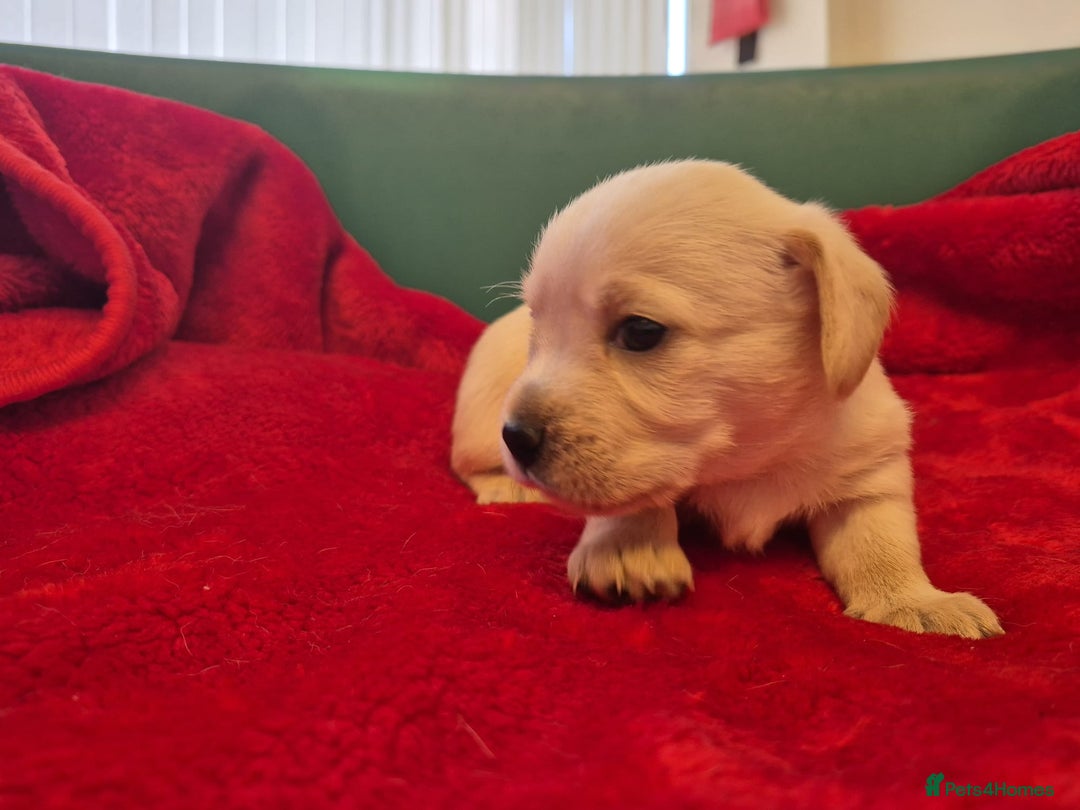 West Highland Terrier dogs for sale: WEST HIGHLAND DAXIE'S - Image 33
