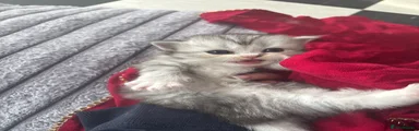 Persian Kitten 4