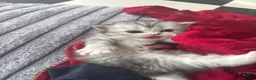 Persian cats for sale: Beautiful Persian chinchilla kittens available  - Advert 10