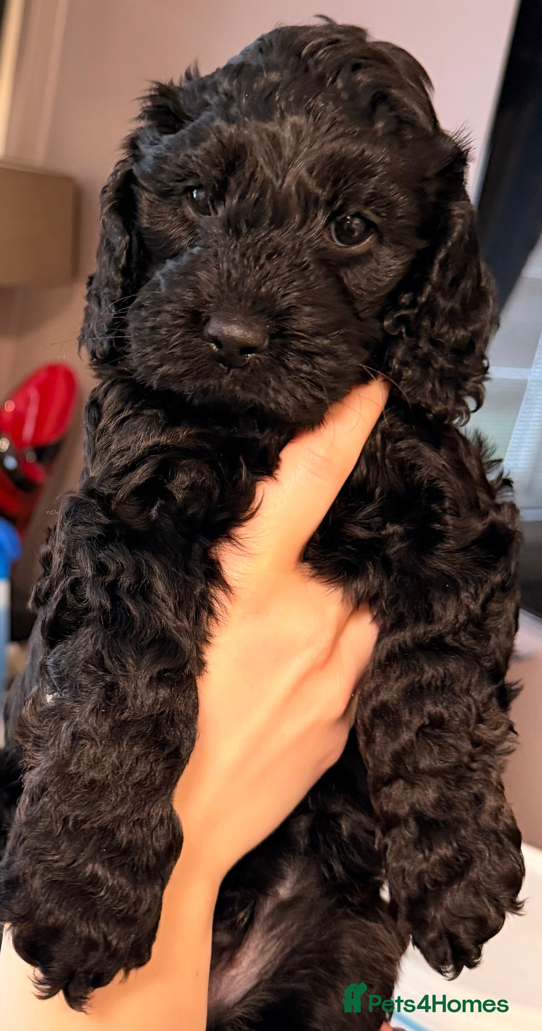 Cockapoo dogs F1 Cockapoo Puppies - Advert 2