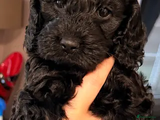 Cockapoo dogs F1 Cockapoo Puppies - Advert 2