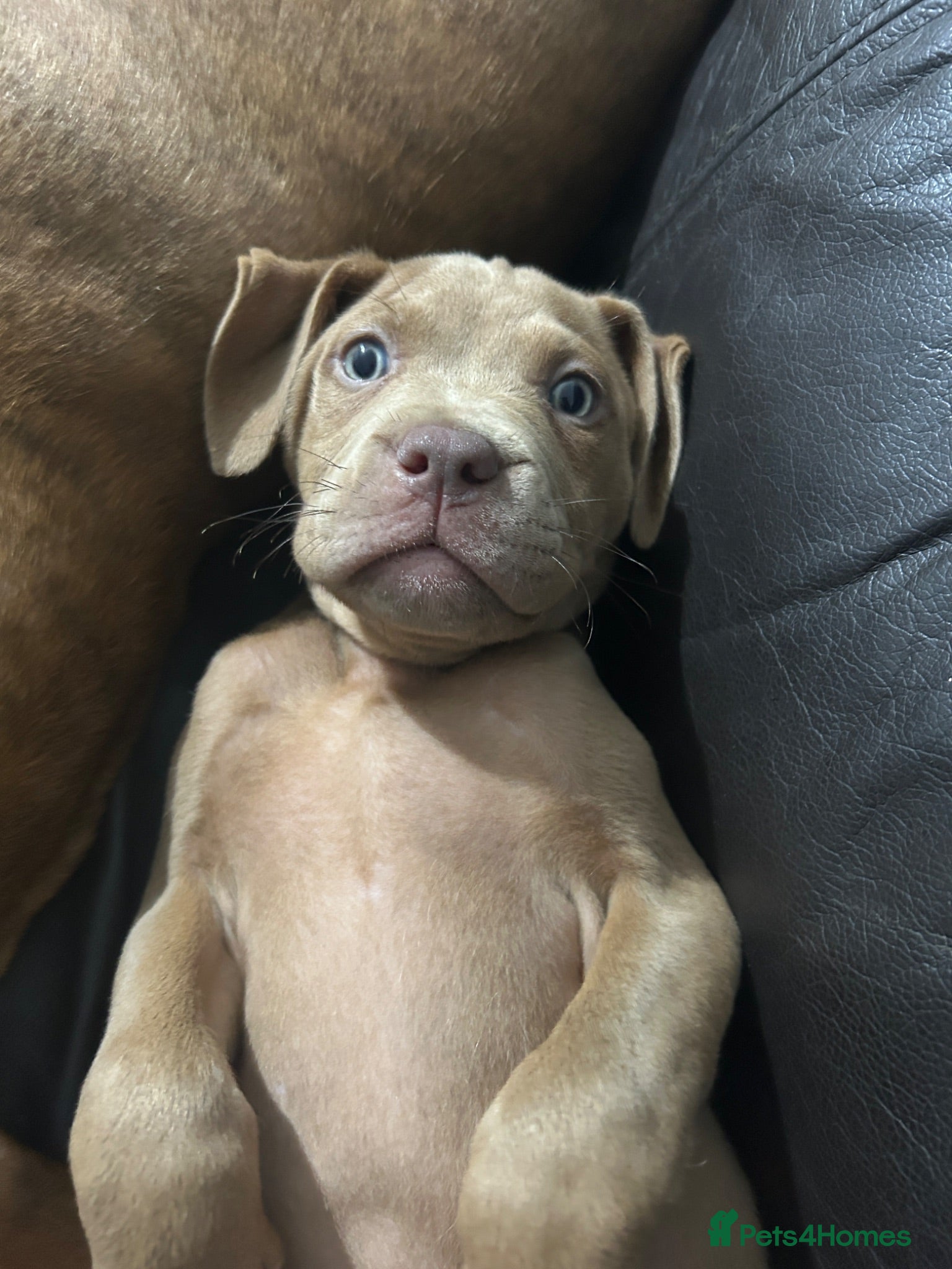 Mixed Breed dogs 1 girl left looking for her forever home! - Advert 5