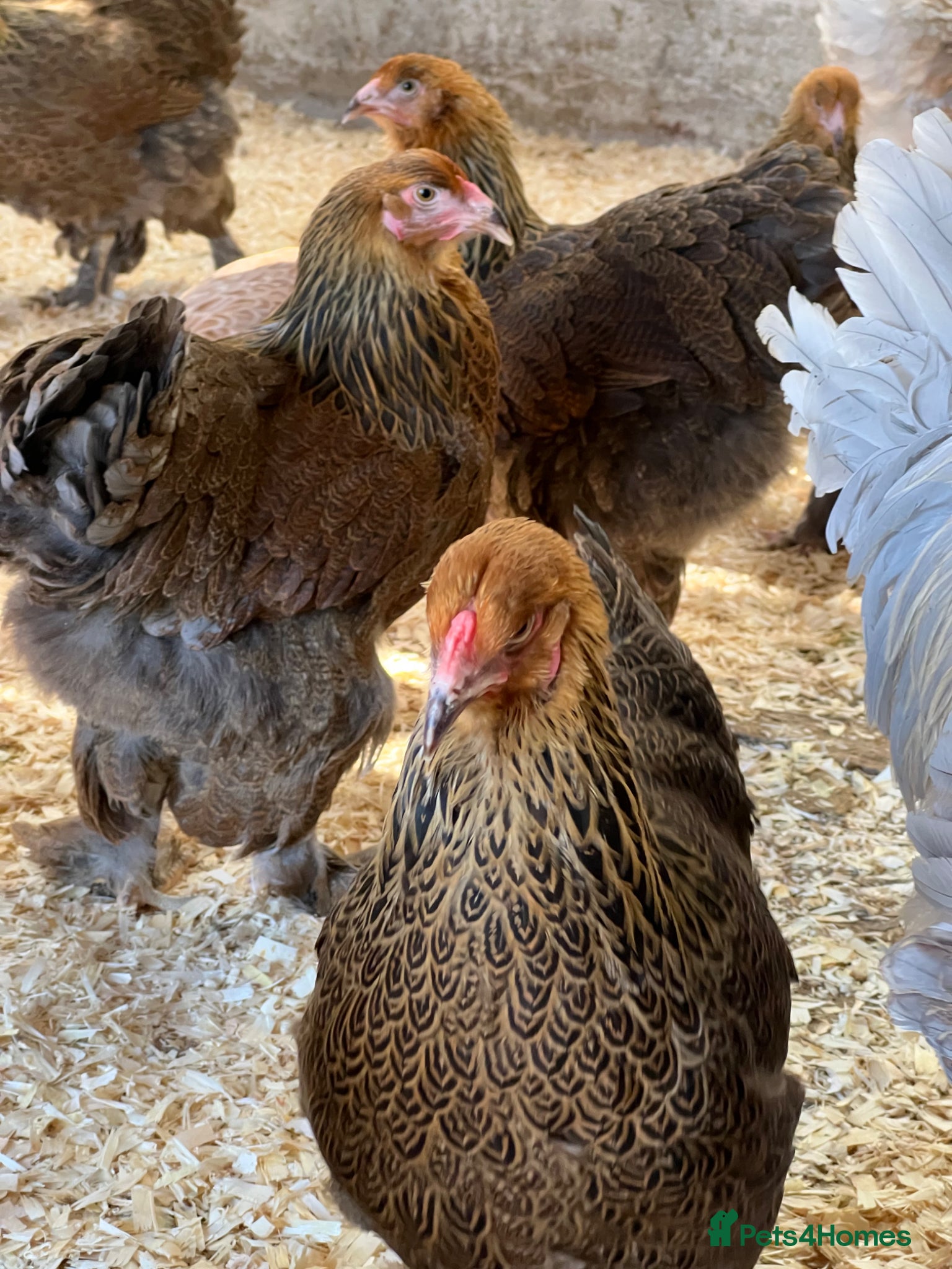 Chickens poultry Large Brahma - Advert 2