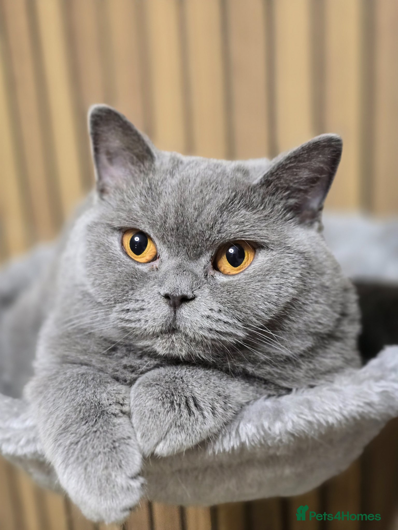 British Shorthair cats Championship Lines Bridgerton Litter - Advert 1