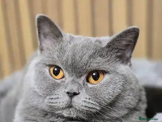 British Shorthair cats Championship Lines Bridgerton Litter - Advert 1