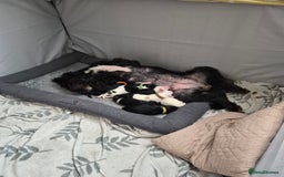 Mixed Breed dogs for sale: Gorgeous pup's for sale - Advert 2