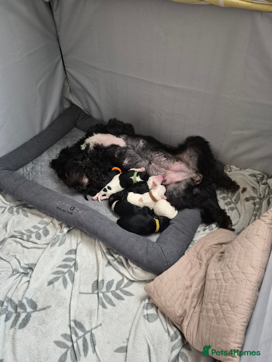 Mixed Breed dogs for sale: Gorgeous pup's for sale - Advert 2