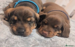 Dachshund dogs for sale: Dachshund puppies🐶  - Image 2