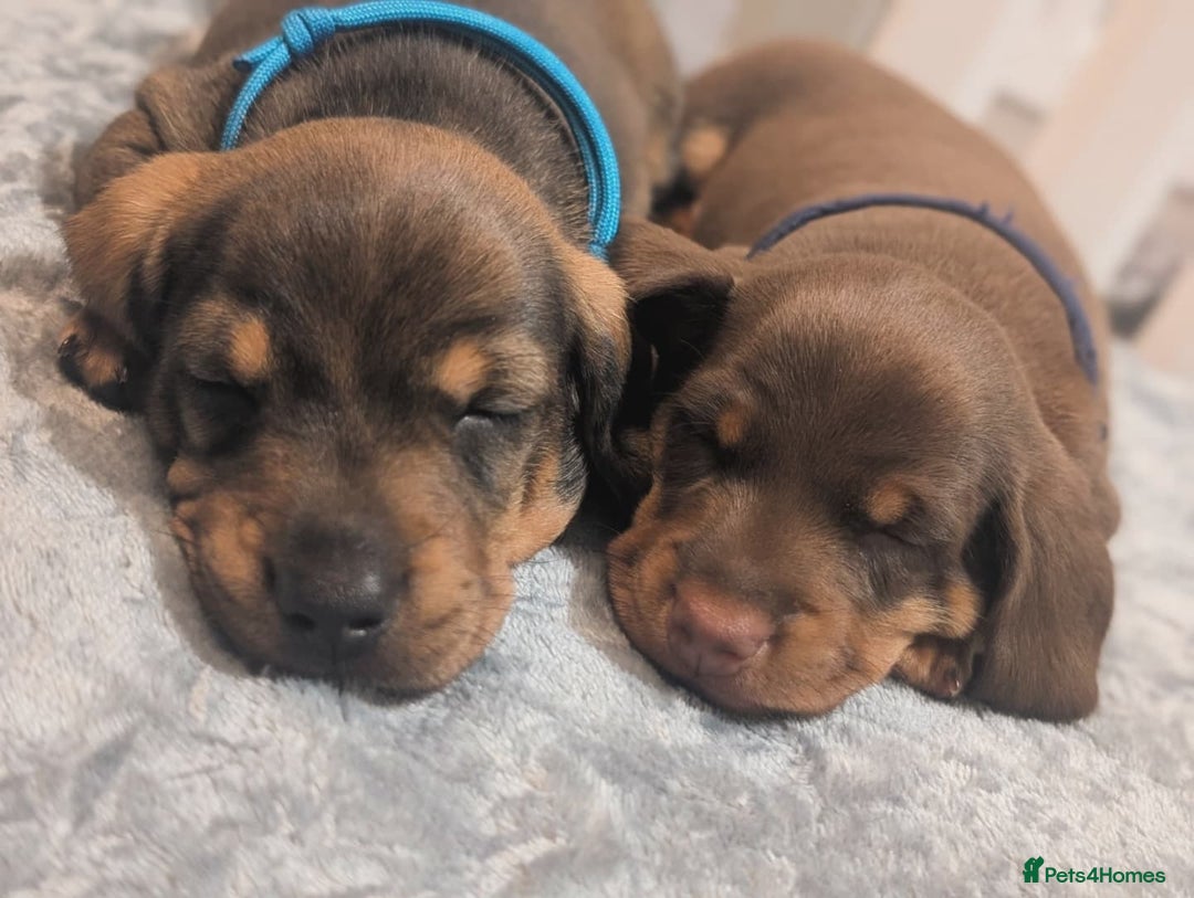 Dachshund dogs for sale: Dachshund puppies🐶  - Image 2