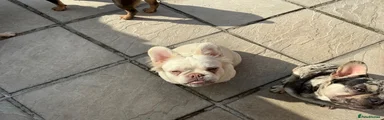 French Bulldog 4