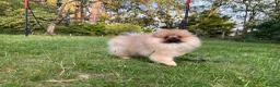 Pomeranian dogs for sale:  Teddy Bear Pomeranian Puppies - Advert 26