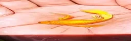 Live Bearers fish for sale: Pure Strain Guppies (A Grade) in Peterborough - Advert 6