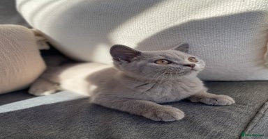 British Shorthair cats - Advert 5