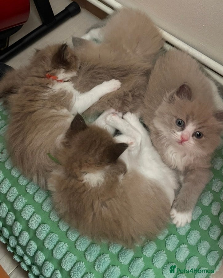 Ragdoll cats Stunning Ragdoll Kittens ** 1 GIRL LEFT** - Advert 3