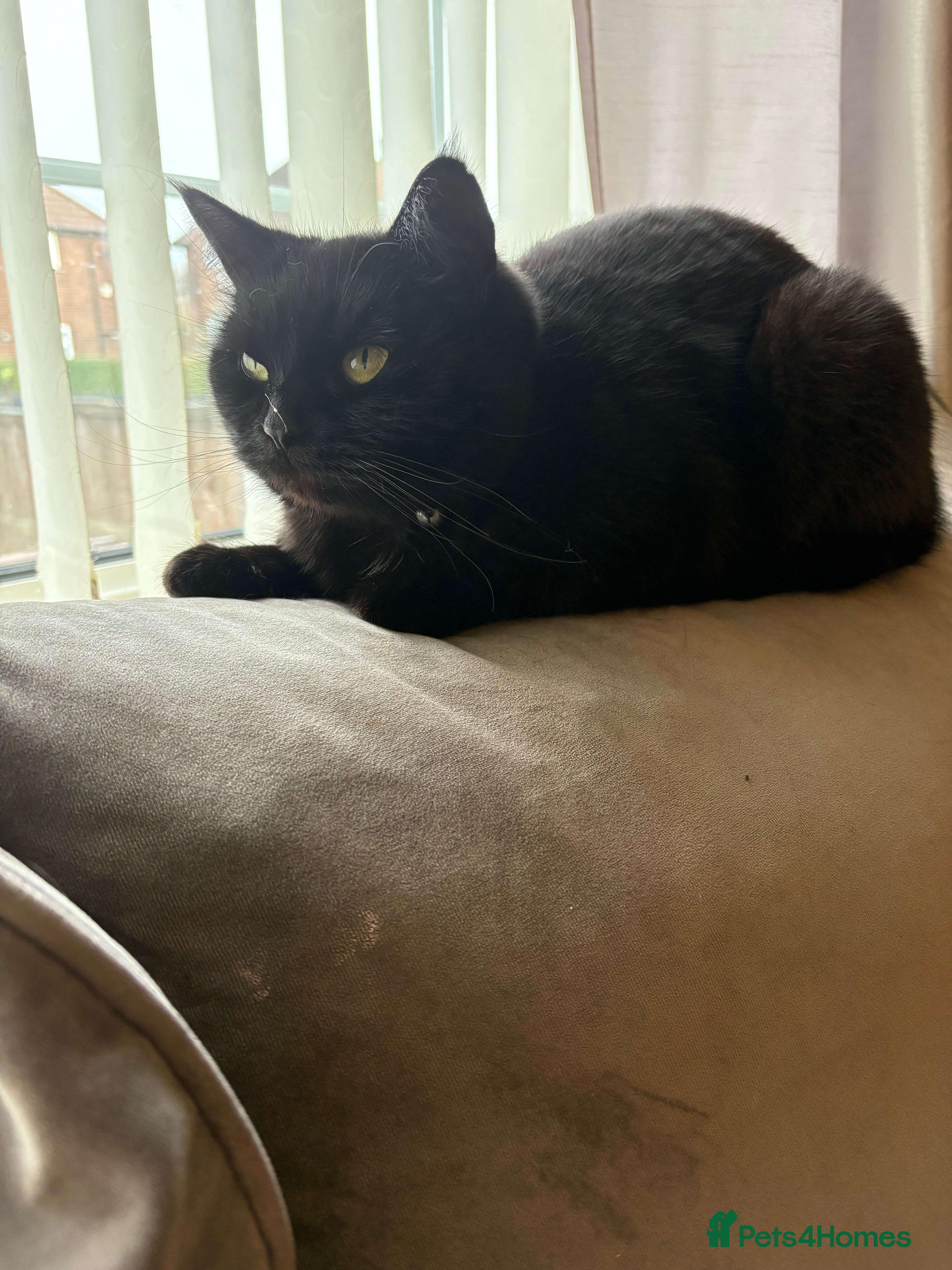 Mixed Breed cats female cat - Advert 21